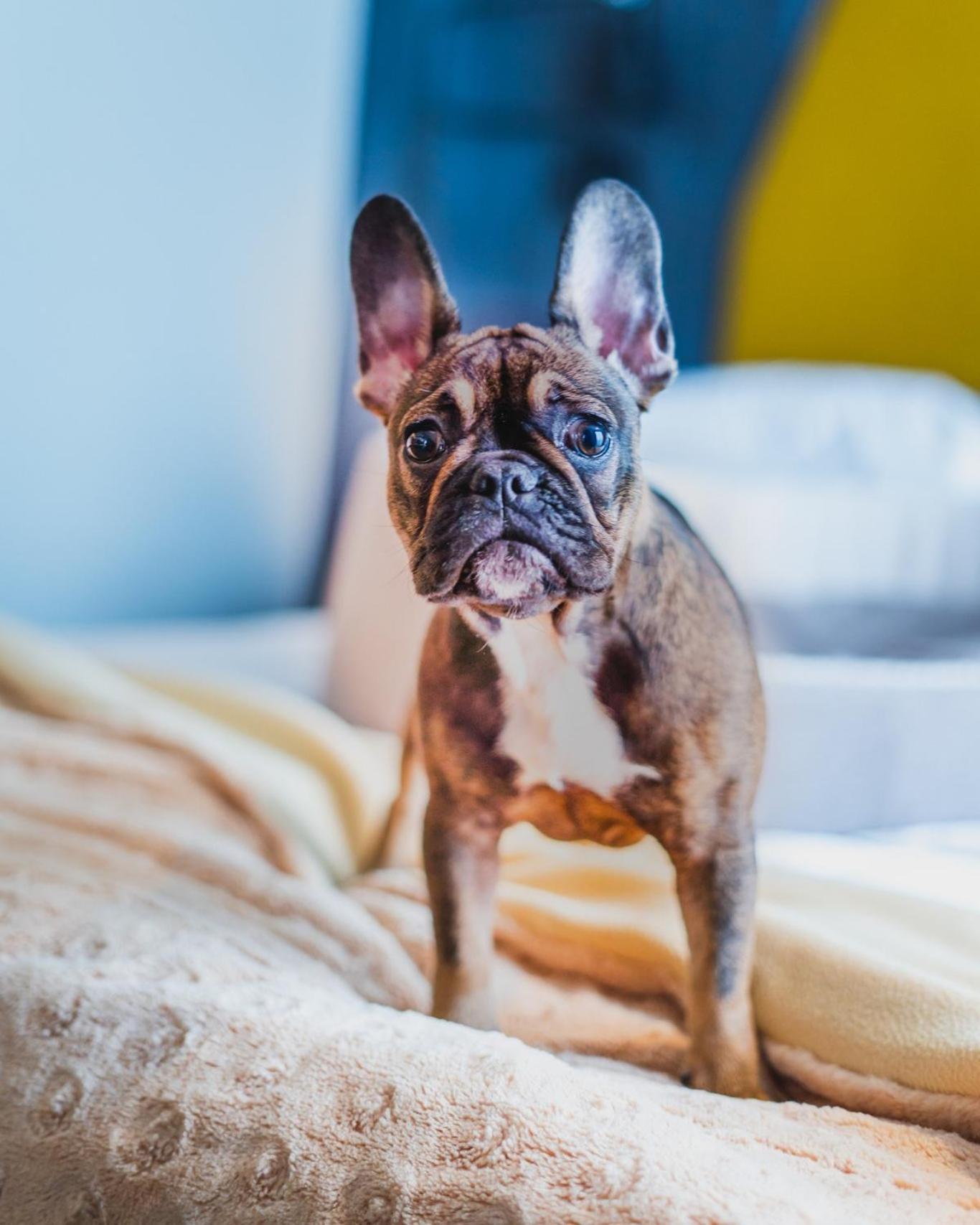 Hotel Bristol Tradition And Luxury Rzeszow Luaran gambar French Bulldog